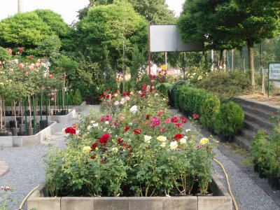 Baumschule Nordmann Rosen